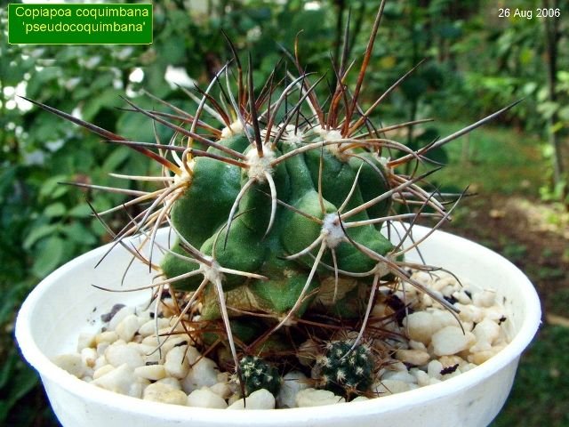 Copiapoa _coquimbana  'pseudocoquimbana' 04